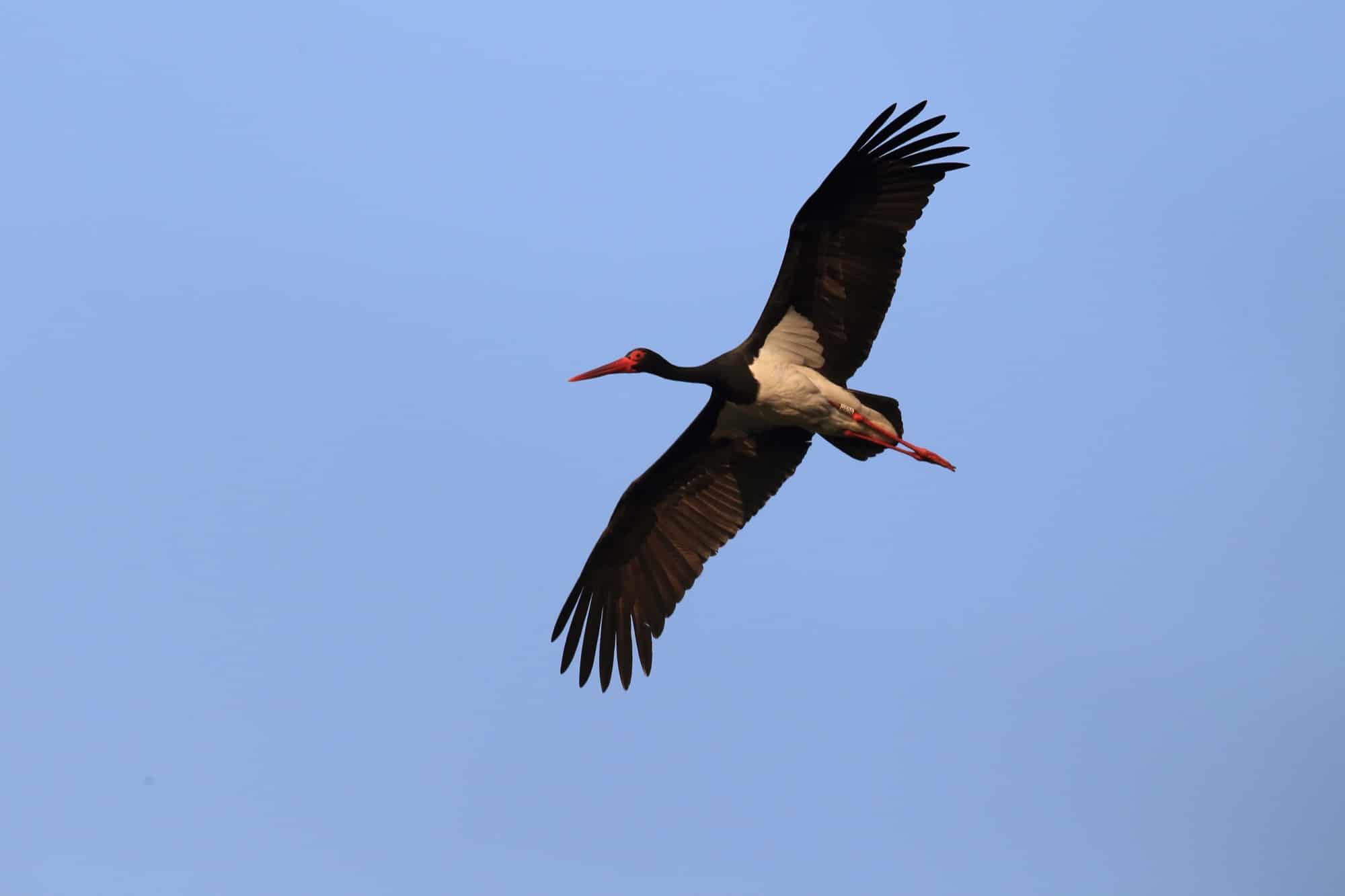 Czarny bocian to wyjątkowy ptak, którego możesz spotkać w Kampinosie, głównie w północnej części bliżej Łomianek i Dziekanowa Leśnego.